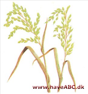 Ris - Oryza sativa