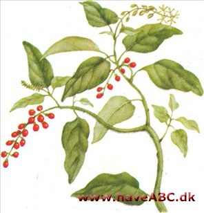 Rivina - Rivina humilis Rivina - Rivina humilis