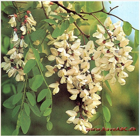 Robinie (uægte akacie) - Robinia pseudoacacia †