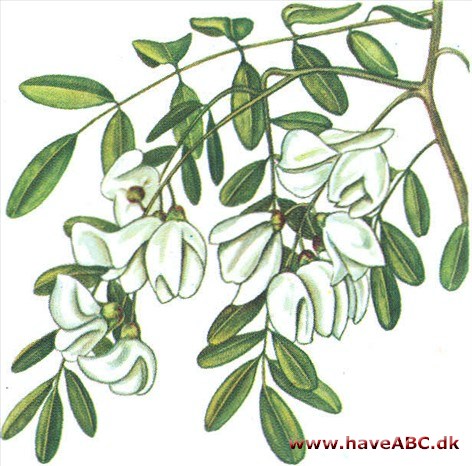 Robinie - Robinia Robinie - Robinia