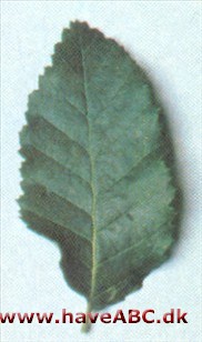 Roble - Nothofagus obliqua Roble - Nothofagus obliqua