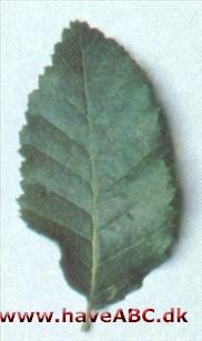 Roble - Nothofagus obliqua