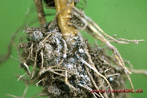 Rodlus - Pemphigidae Rodlus - Pemphigidae