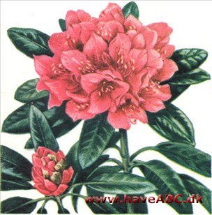Rododendron - Rhododendron Rododendron - Rhododendron