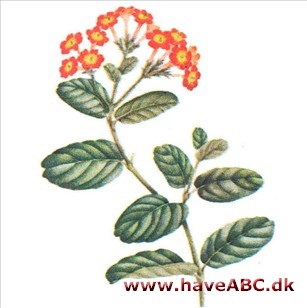 Rondeletia - Rondeletia Rondeletia - Rondeletia