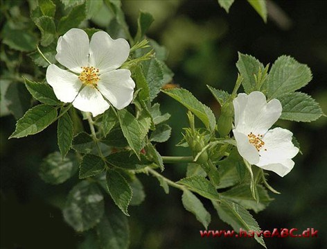 Rosa agrestis - Hvid æblerose