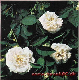 Rosa alba - Alba Maxima