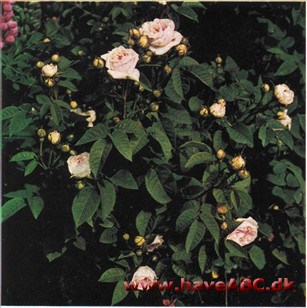 Rosa alba - Felicite Parmentier