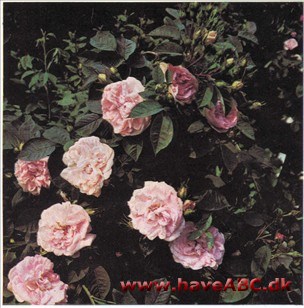 Rosa alba - Maiden's Blush