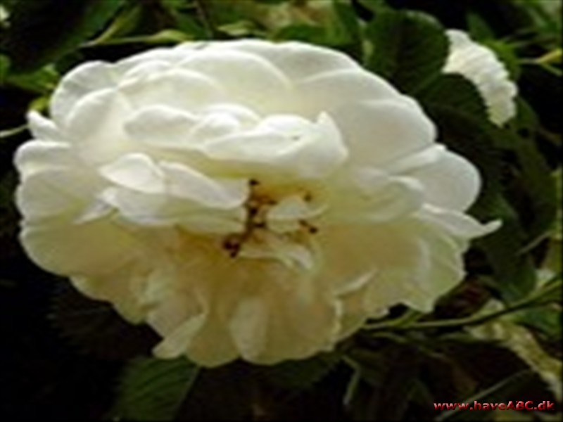 Rosa alba - Princesse de Lamballe Rosa alba - Princesse de Lamballe