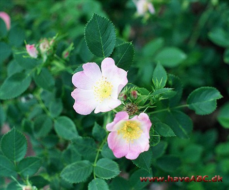 Rosa blanda - Labradorrose