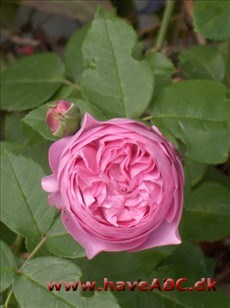 Rosa borboniana