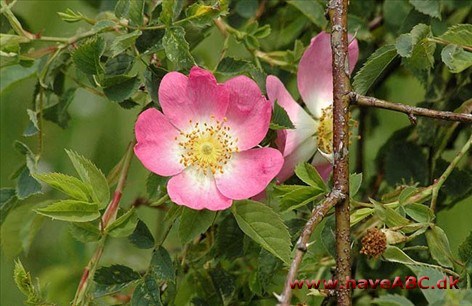 Rosa canina - Hunderose