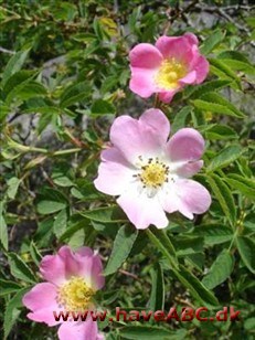 Rosa dumalis - Blågrøn rose Rosa dumalis - Blågrøn rose
