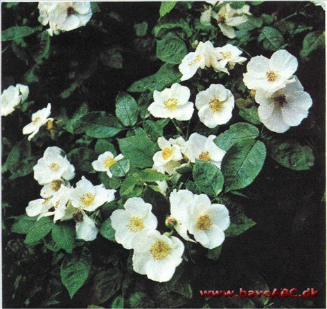Rosa dupontii Rosa dupontii