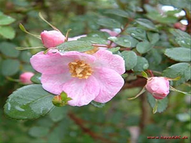 Rosa farreri Persetosa Rosa farreri Persetosa