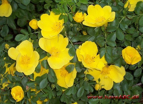 Rosa foetida - Rosa lutea - Gul rose