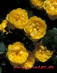 Rosa foetida Persian Yellow
