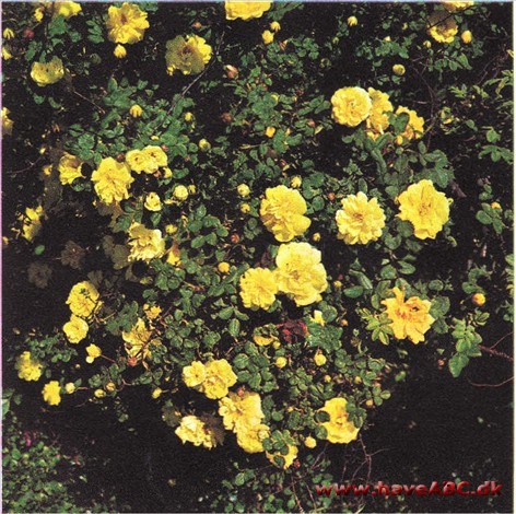 Rosa harisonii Rosa harisonii