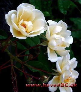 Rosa helenae - Honningrose