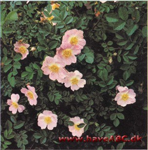 Rosa hibernica - Irsk rose Rosa hibernica - Irsk rose