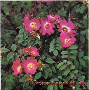 Rosa highdownensis Rosa highdownensis