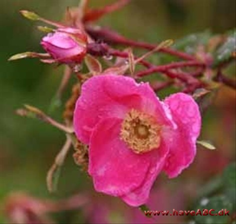 Rosa holodonta Rosa holodonta
