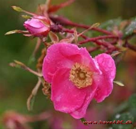 Rosa holodonta