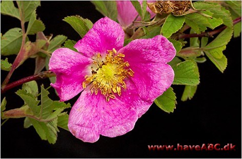 Rosa majalis - Rosa cinnamomea - Majrose, kanelrose