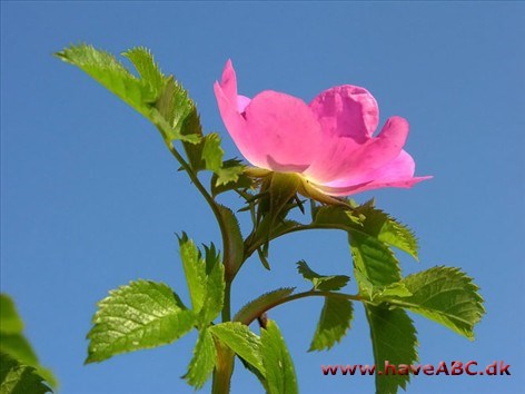 Rosa mollis - Blød filt-rose