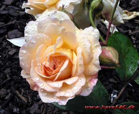 Rosa moschata De gamle moskusroser er bemærkelsesværdige ved deres meget sene blomstring, fra august og helt til den første nattefrost. Desværre er ...