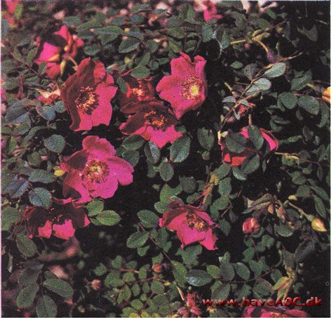 Rosa moyesii - Mandarinrose