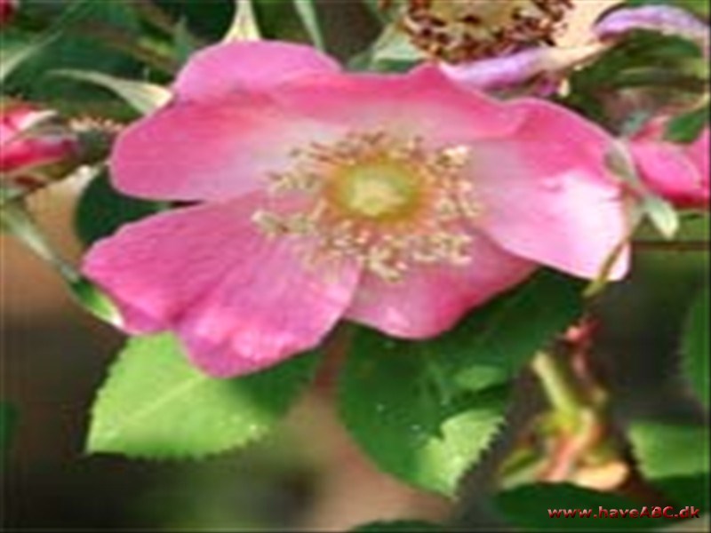 Rosa moyesii Fargesii