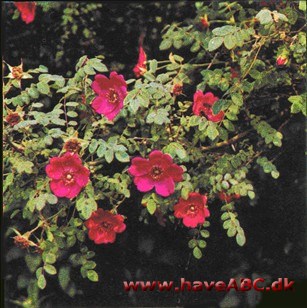 Rosa moyesii Geranium