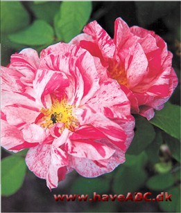 Rosa Mundi - Rosa gallica 'Versicolor' Beretningen om Fair Rosmund, som har fået sit navn - og sin skæbne udødeliggjort gennem rosen, giver den et ekstra romantisk skær. Hun blev myrdet i 1176 af ...