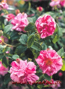 Gallica-roser er mindre, spinkle, men særdeles hårdføre buske med mange og små torne. Blomsterne har som regel kraftige farver og remonterer ikke. Sommerblomstrende. Se mere her...