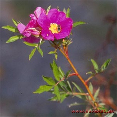 Rosa nitida - dukkerose, Shining Rose, New England Rose