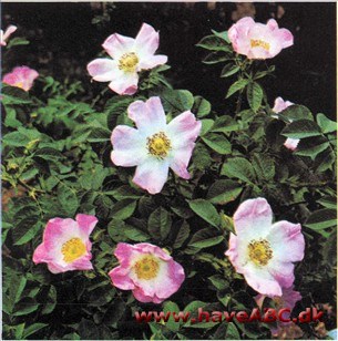 Rosa paulii Rosea