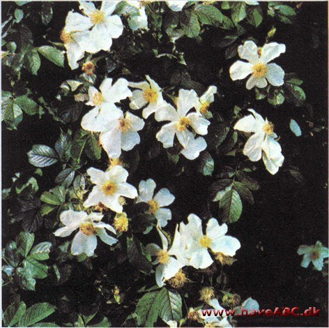 Rosa paulii Rosa paulii