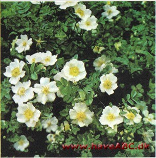 Rosa pimpinellifolia altaica Rosa pimpinellifolia altaica
