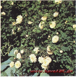 Rosa pimpinellifolia Double White