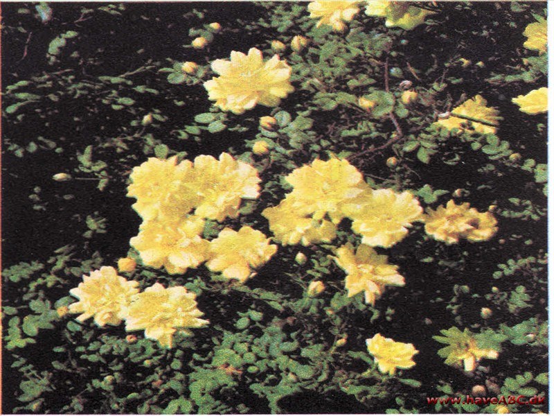 Rosa pimpinellifolia Double Yellow