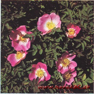 Rosa pimpinellifolia Duke of Argyll