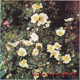 Rosa pimpinellifolia hispida