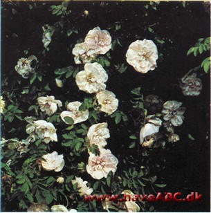 Rosa pimpinellifolia Stanwell Perpetual Rosa pimpinellifolia Stanwell Perpetual