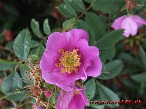 Rosa pisocarpa