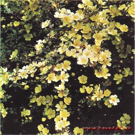 Rosa primula - Primularose Rosa primula - Primularose