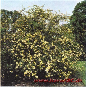 Rosa pteragonis Earldomensis Rosa pteragonis Earldomensis