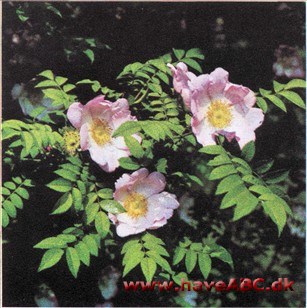 Rosa roxburghii - Rosa microphylla - Pindsvinerose