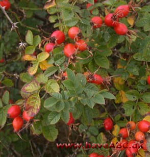 Rosa rubiginosa- Rosa eglanteria - Æblerose